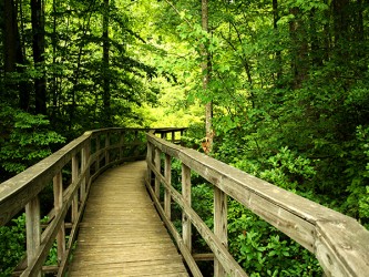 Walkway in the woods - Self-Adhesive Vinyl Poster
