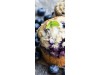 Signets "Grattez et sentez" - Muffin au bleuets